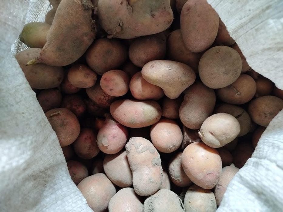 Картопля дрібна картопля на корм