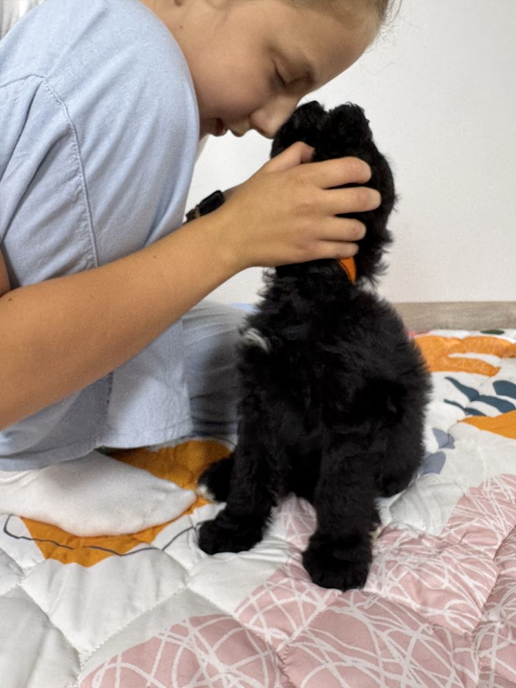 Black Bernedoodle hybryda Bernenski Pies Pasterski