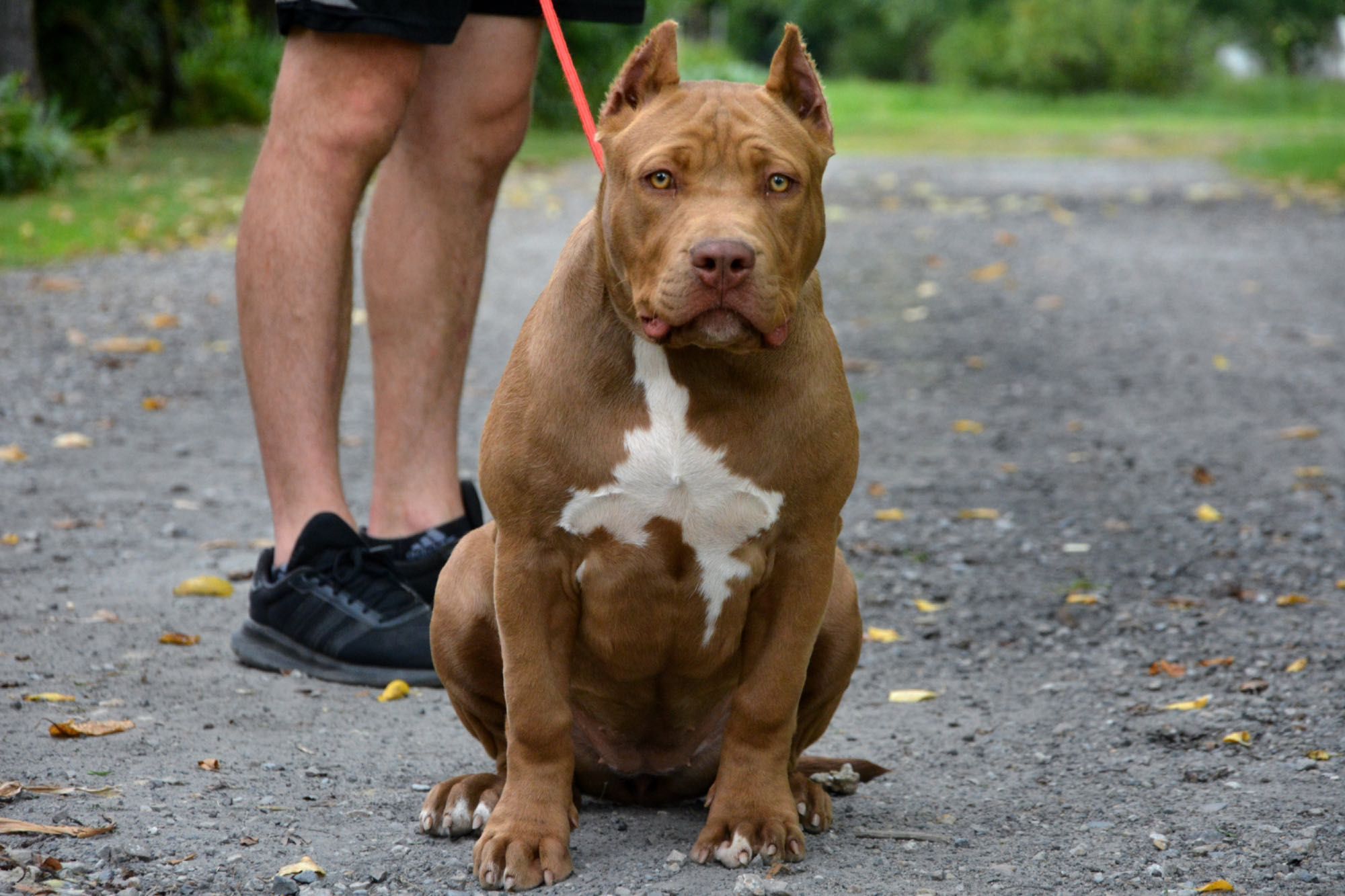 American Bully XL Suczka Champion Bloodline