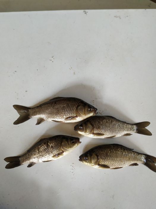 Sprzedam Karasia! Zapraszam