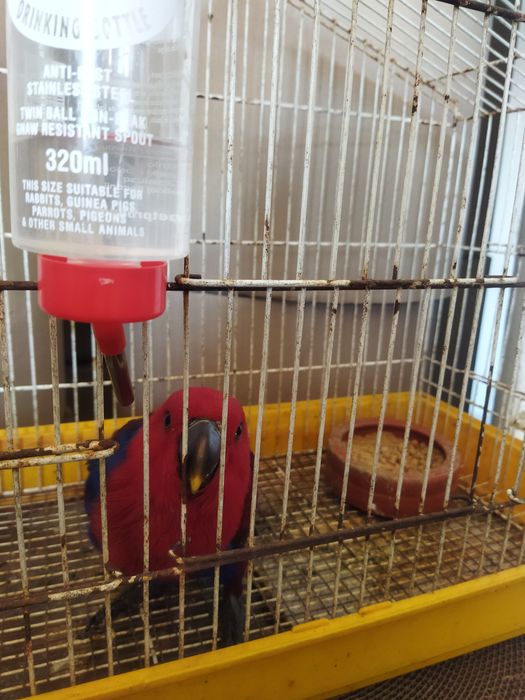 Papagaios ECLETUS para venda