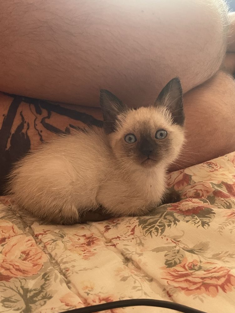 Dá-se gatinha pequena