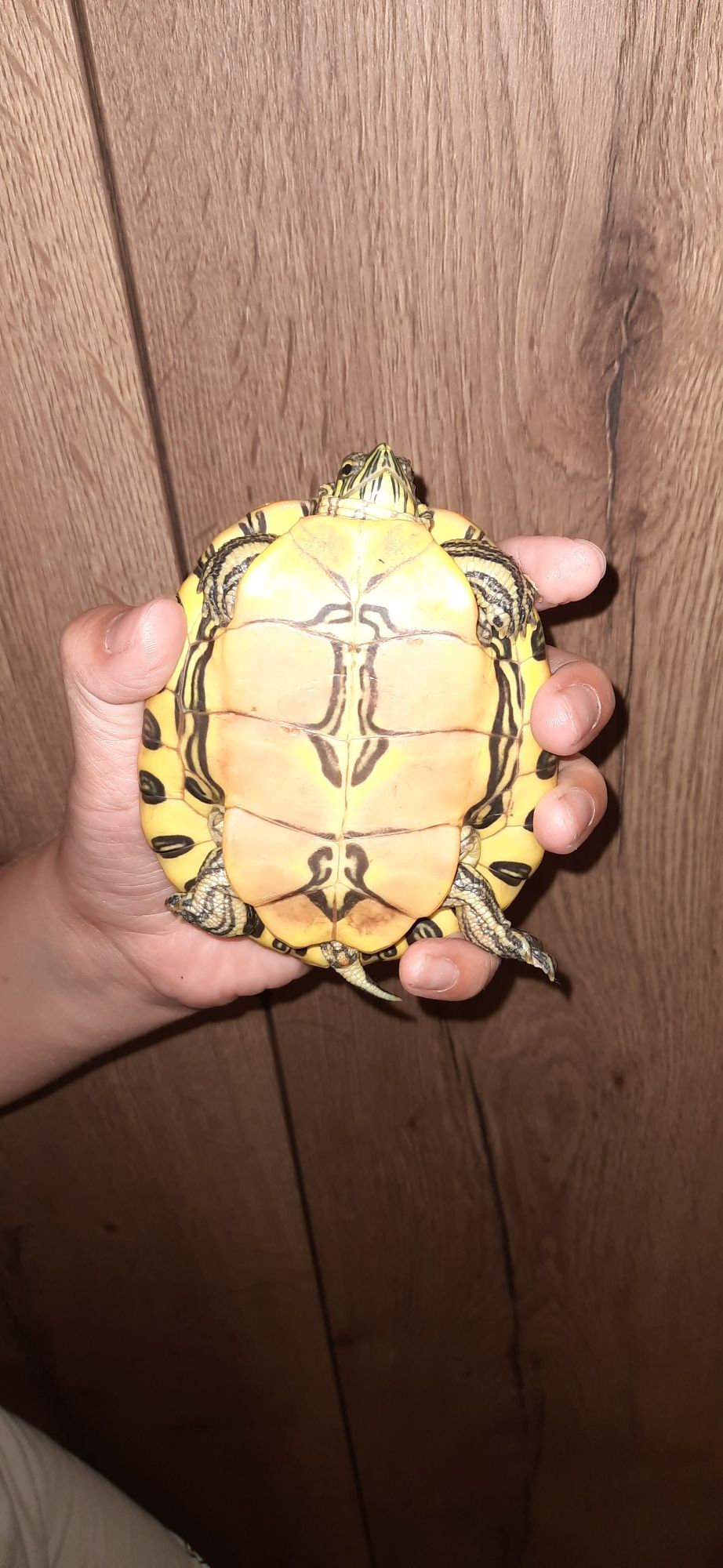Sprzedam terrarium dla żółwia wodno lądowego