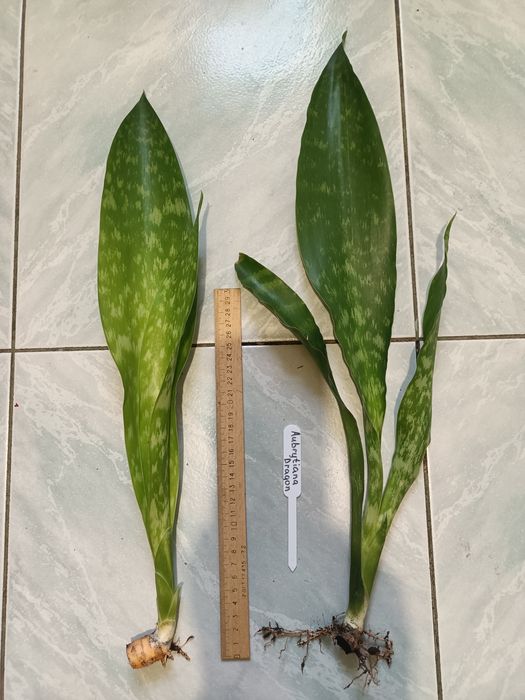 Сансевиерии: Masoniana Congo,var;Nite lite,Aubrytiana Dragon, Manolin