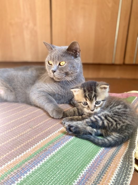 Британський котик