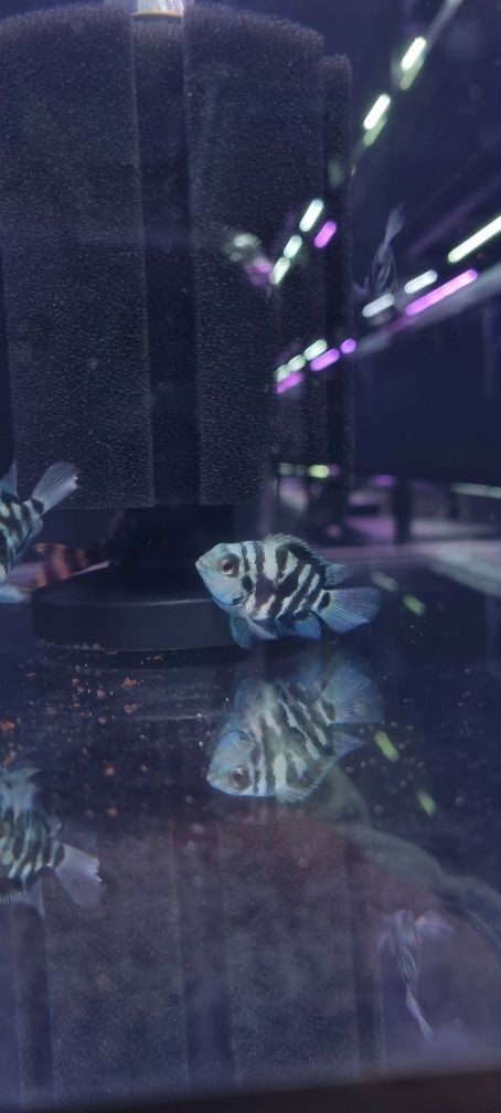 Pielęgnica papuzia Blue Tiger