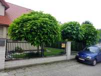 XXL CATALPA surmia NANA szczepiona kula 200 220cm katalpa na pniu TRAN