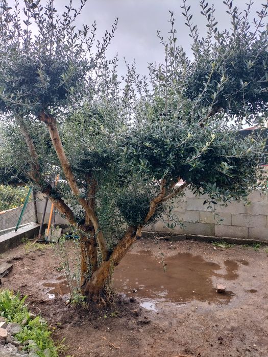 Oliveiras para jardim