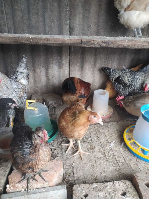 Домашнi курочки та п iвники