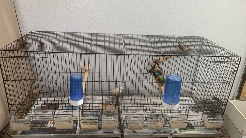 Passaros disponiveis