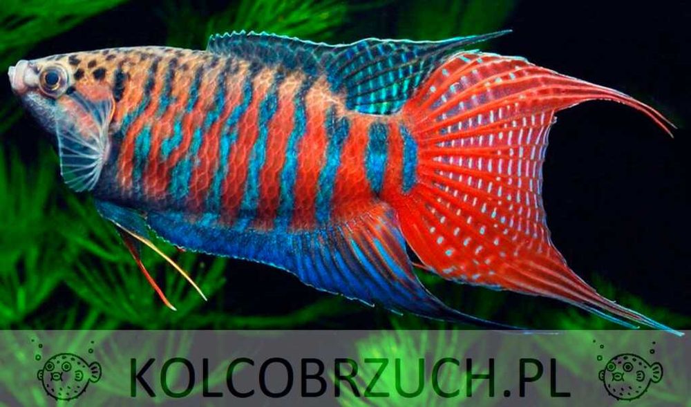 Wielkopłetw wspaniały - Macropodus opercularis - dowóz, wysyłka