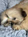 Piesek shih tzu ZKwP