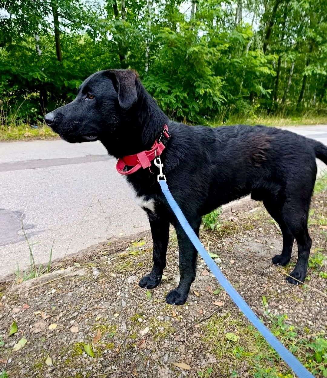 Szafir gorąco poleca się do adopcji..