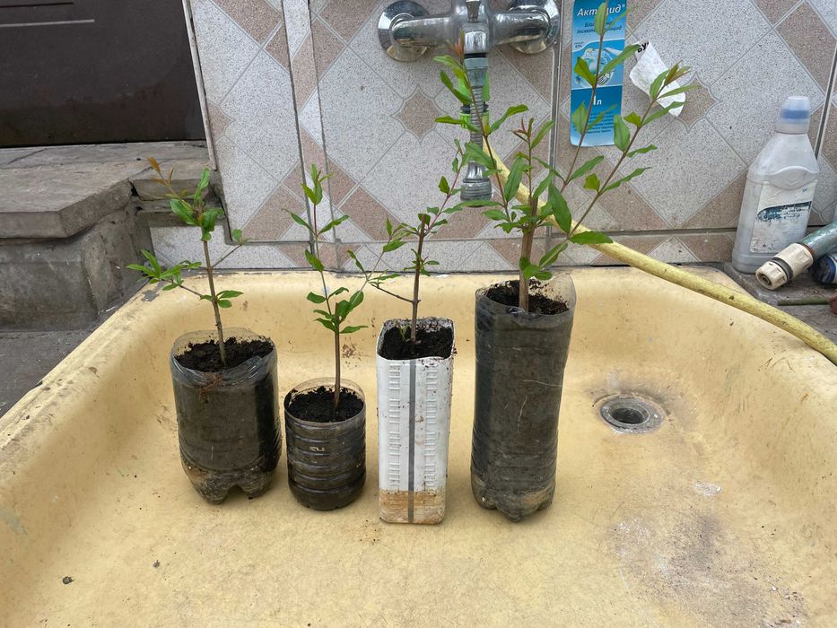 гранат азиатский саженец