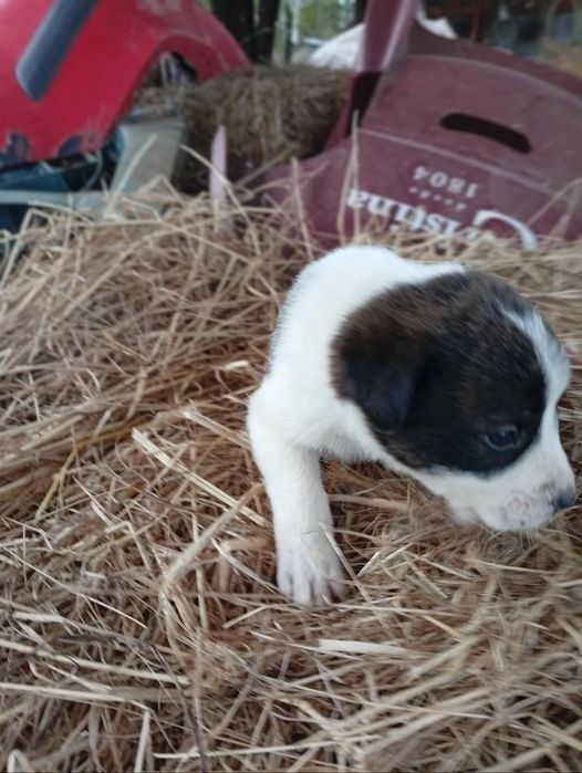 Rafeiros Alentejanos