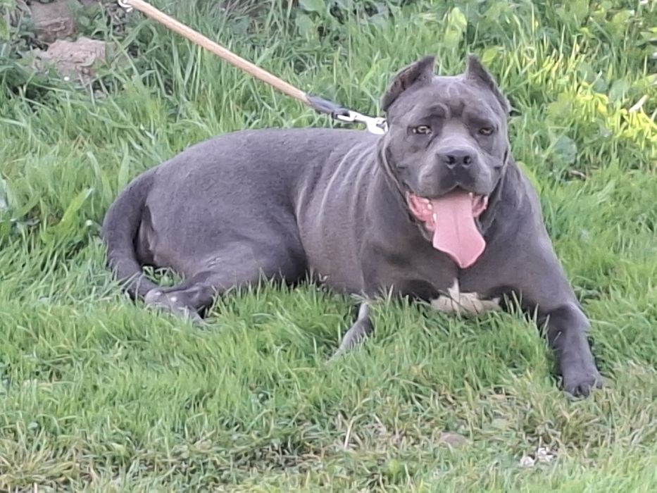 Cane corso-suczka