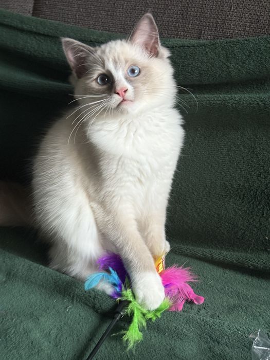 Gotowy ragdoll kocurek nr3 legalna hodowla