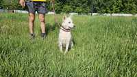 Гарнюща стерилізована собака шукає дім! Їй 2 роки