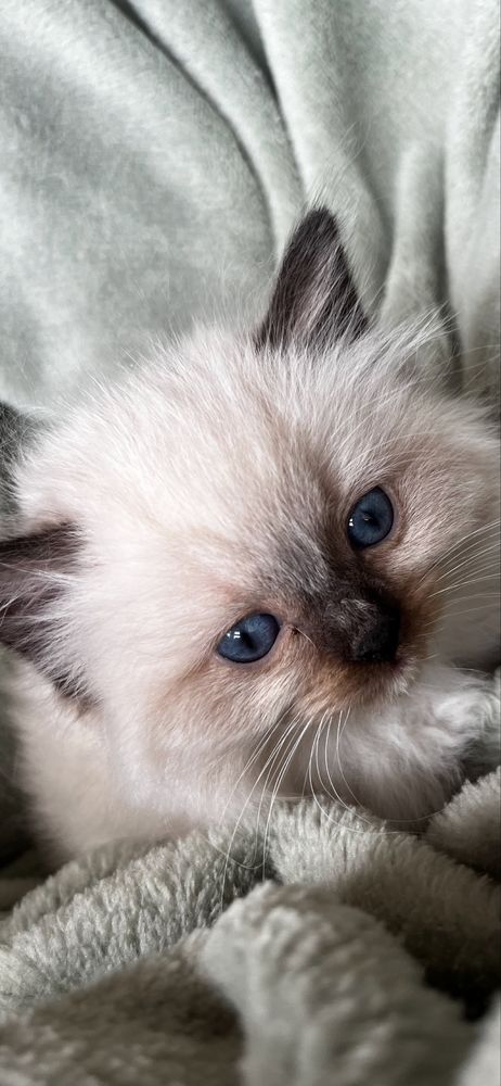 Kotek Ragdoll na kolanka