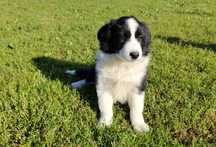 Piesek - Border Collie