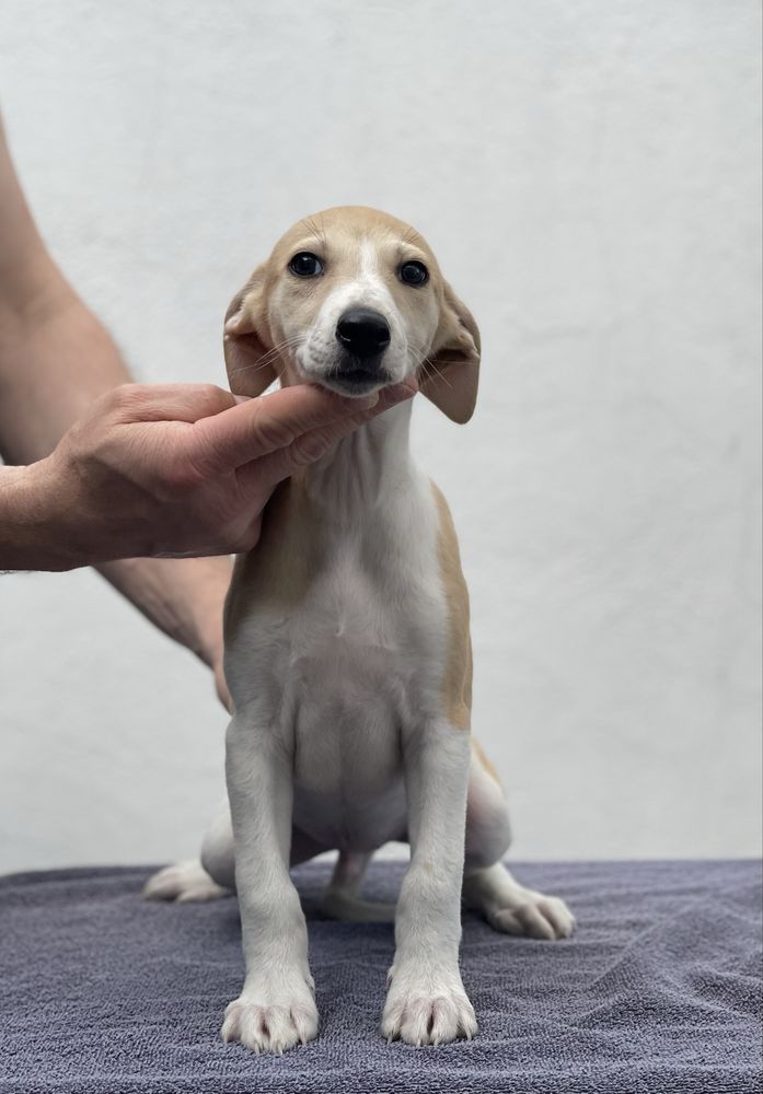 Whippet samiec ZKwP Revirado FCI gotowy do odbioru