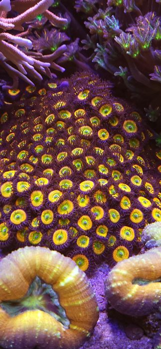 Koralowce v.2 - lps sps miękkie aktualizowane