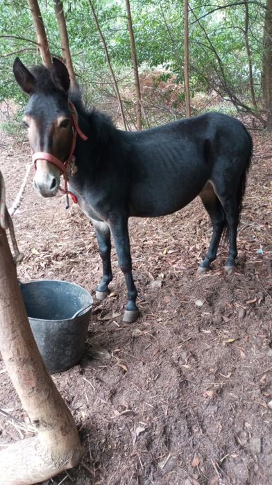 Vendo macho anão