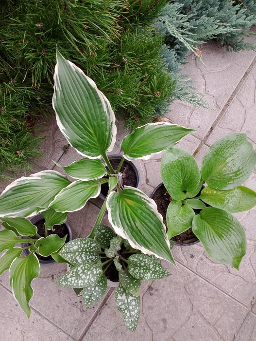 Продам набор растений для тени