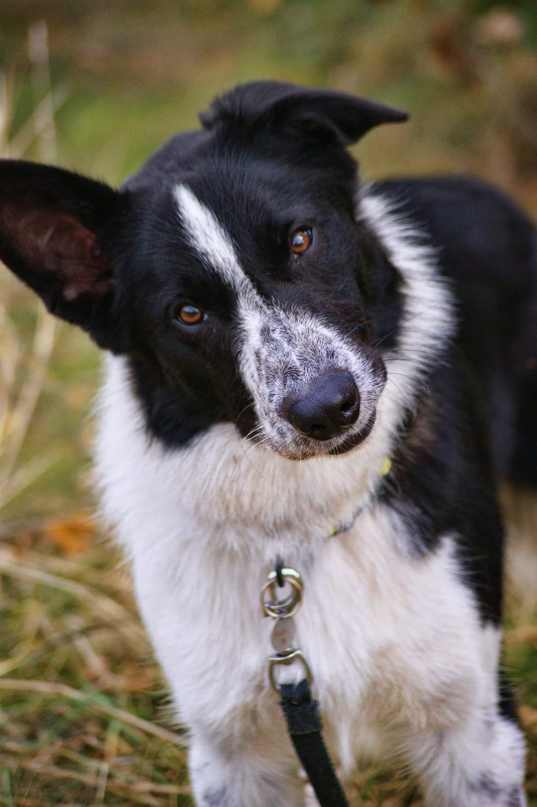 Rufi w typie Border Collie do ŚWIADOMEJ adopcji!