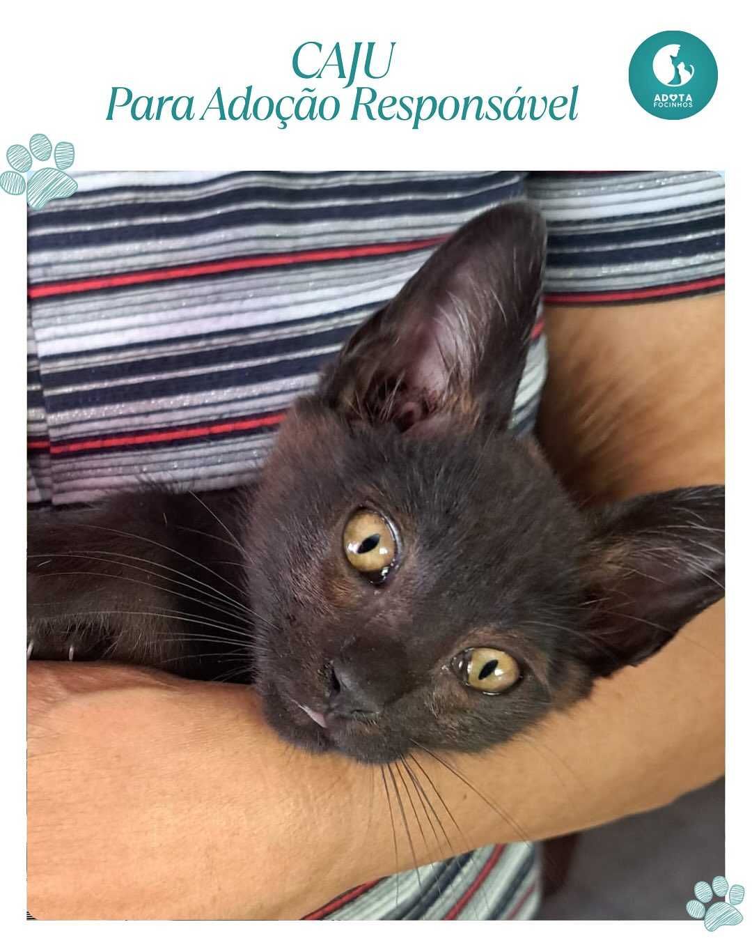 Bebés Caju e Cacau - para adoção responsável