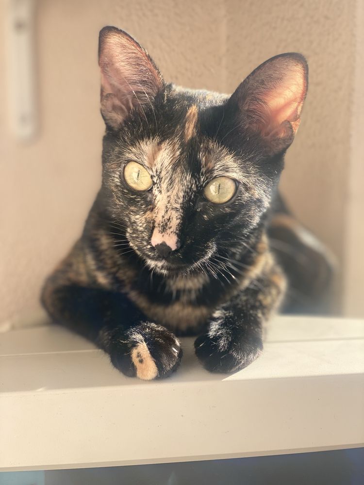 Gata esterilizada para adoção