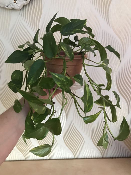 Филодендроны. Сциндапсусы, Эпипремнумы