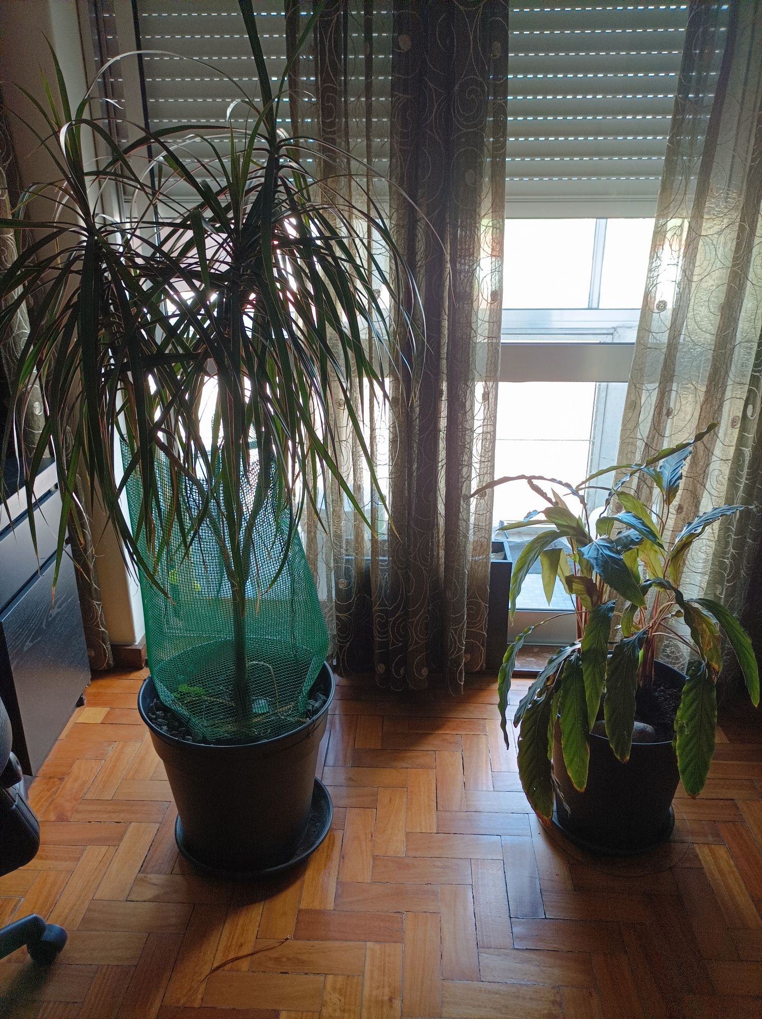 Plantas naturais de interior para decoração. Muito bonitas