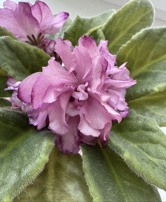 Сенполія    фіалка