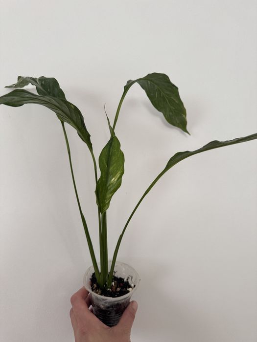 Спатифілум даймонд.