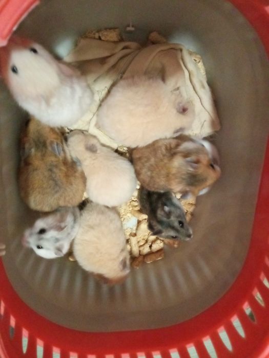 хомячки пушистые в Харькове купить хомяка большой хомячок рыжий клетка