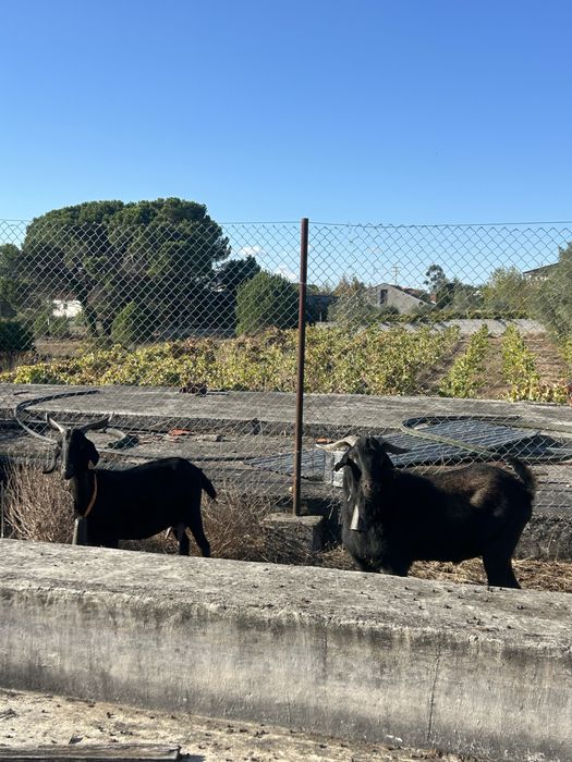 Casal cabras charnequeiras