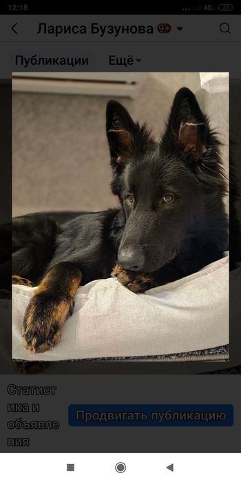 Длинношерстные щенки черно подпалого окраса.