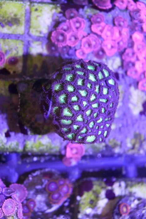 Zoanthus Hulk minimum 10polipow Zoa  FLUOLAMPS.PL WYSYŁKI
