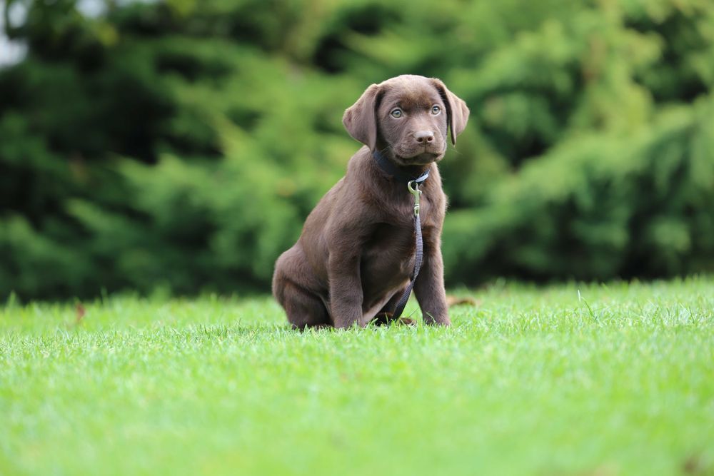 Szczeniak Labrador czekoladowy