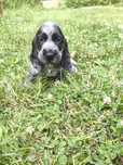 Cocker spaniel angielski samiec blue roan