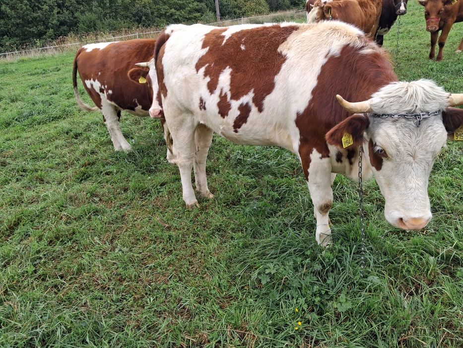 Dwie jałówki mleczne wysokocielne
