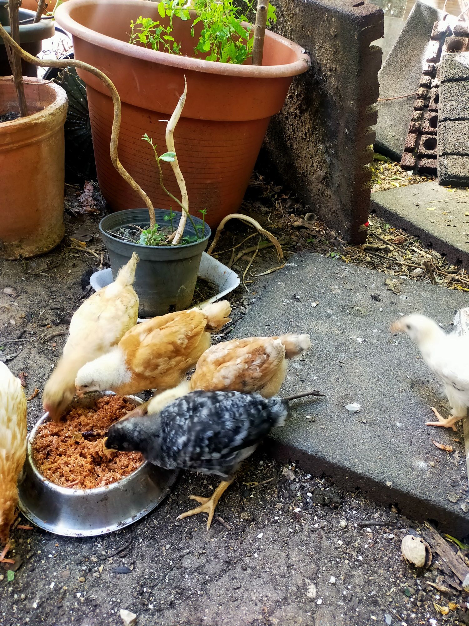 Vendo 7 pintos alimentados com alimentação biológica