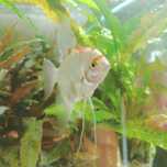 Oddam skalar samiec