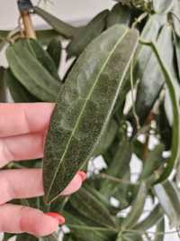 Hoya hypolasia. Sadzonka