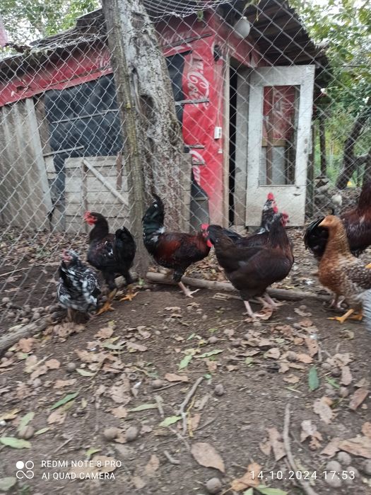 Півні Лівенська ситцева