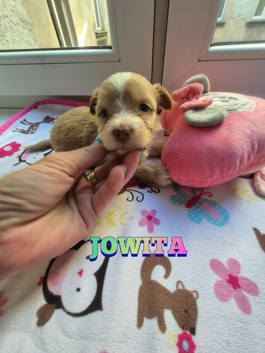 Suczka golddust choco (gen merle) ZAREZERWOWANA