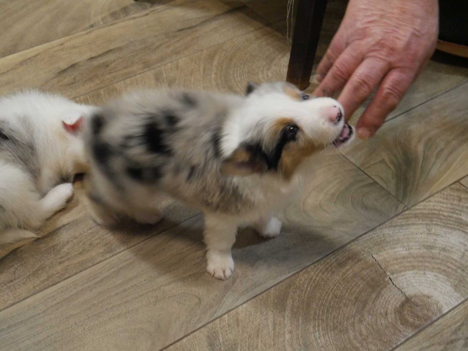 Border Collie Blue Merle