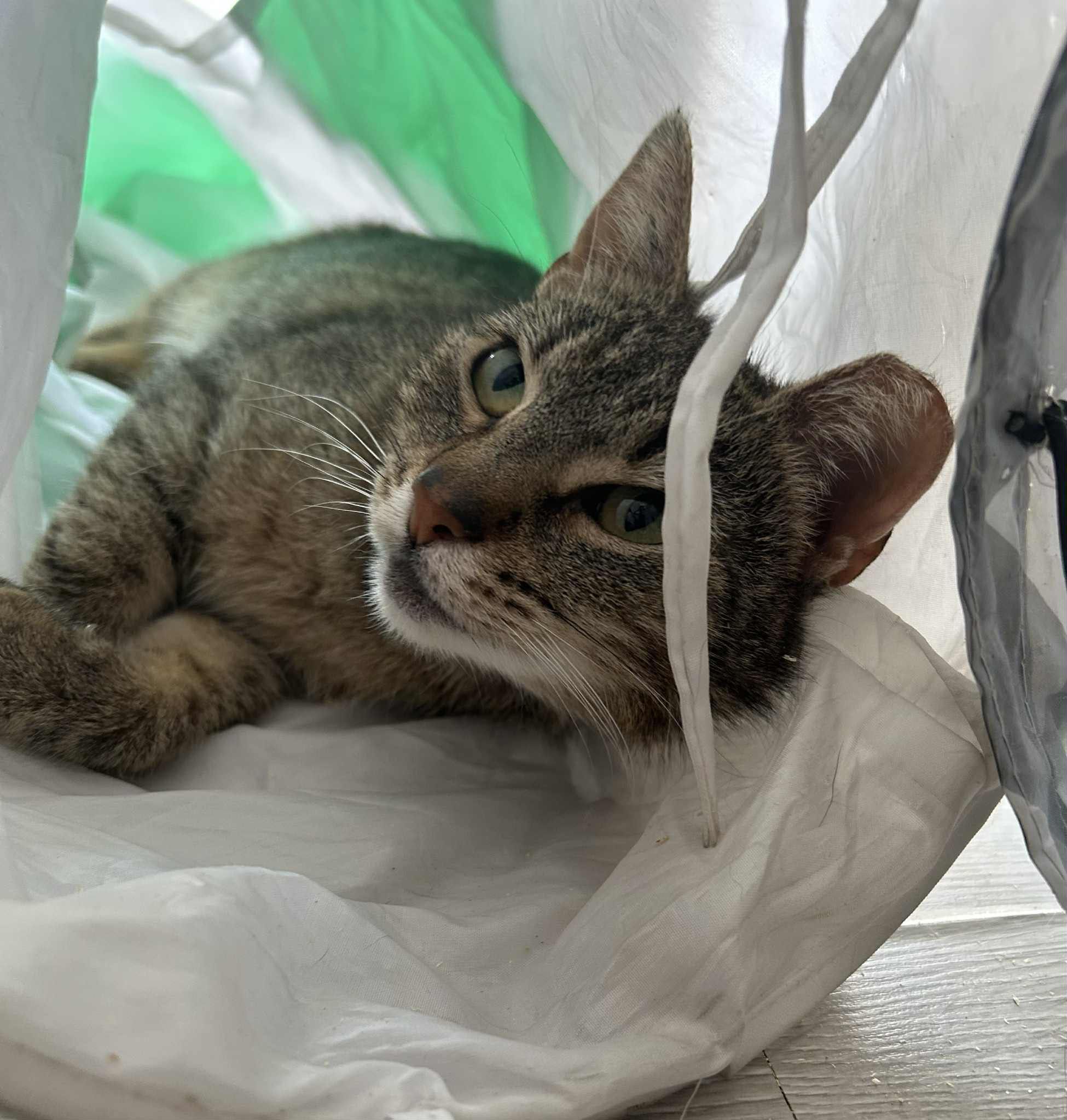 Pyza - śliczna, filigranowa bura kotka szuka domu. Nie kupuj adoptuj!