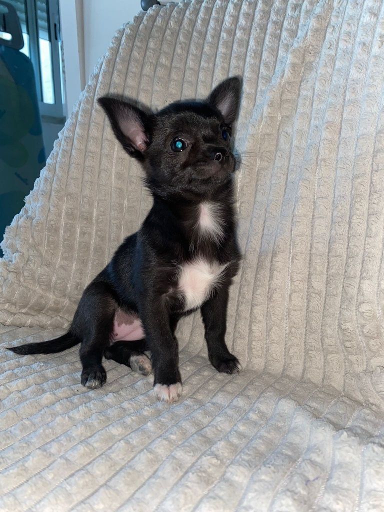 Chihuahuas fêmea